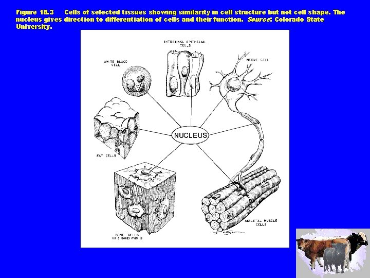 Figure 18. 3 Cells of selected tissues showing similarity in cell structure but not