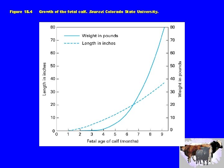 Figure 18. 4 Growth of the fetal calf. Source: Colorado State University. 