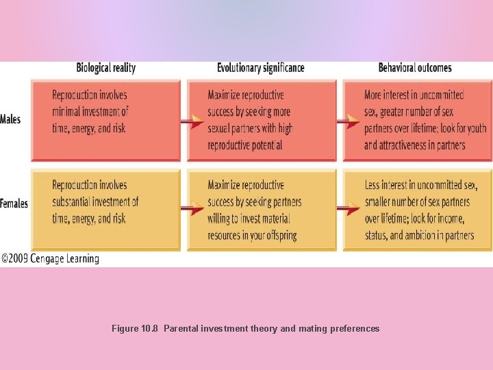 Figure 10. 8 Parental investment theory and mating preferences 