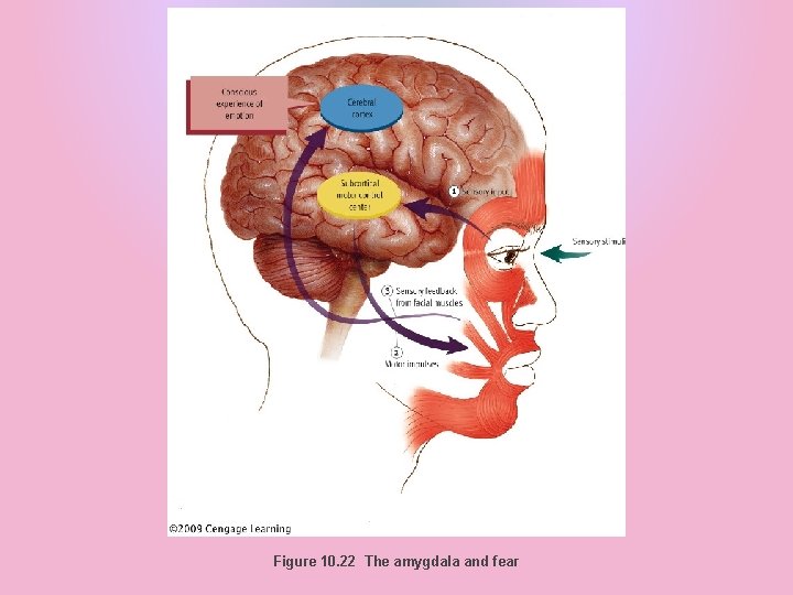 Figure 10. 22 The amygdala and fear 