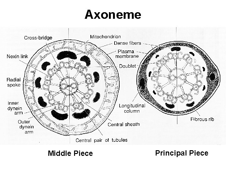 Axoneme Middle Piece Principal Piece 