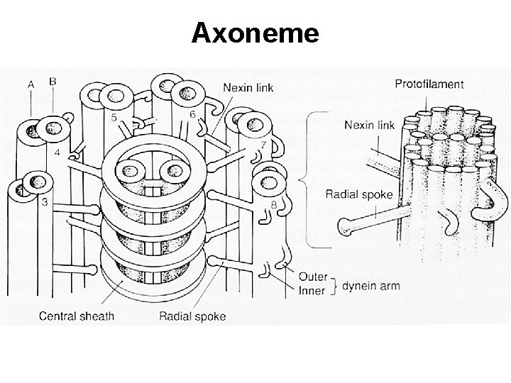 Axoneme 