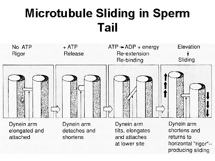 Microtubule Sliding in Sperm Tail 