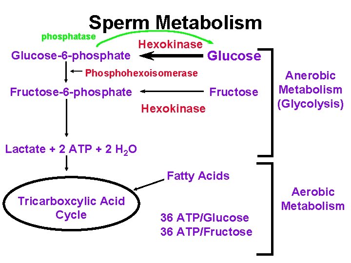 Sperm Metabolism phosphatase Glucose-6 -phosphate Hexokinase Glucose Phosphohexoisomerase Fructose-6 -phosphate Fructose Hexokinase Anerobic Metabolism