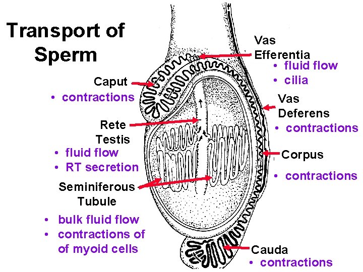 Transport of Sperm Caput • contractions Rete Testis • fluid flow • RT secretion