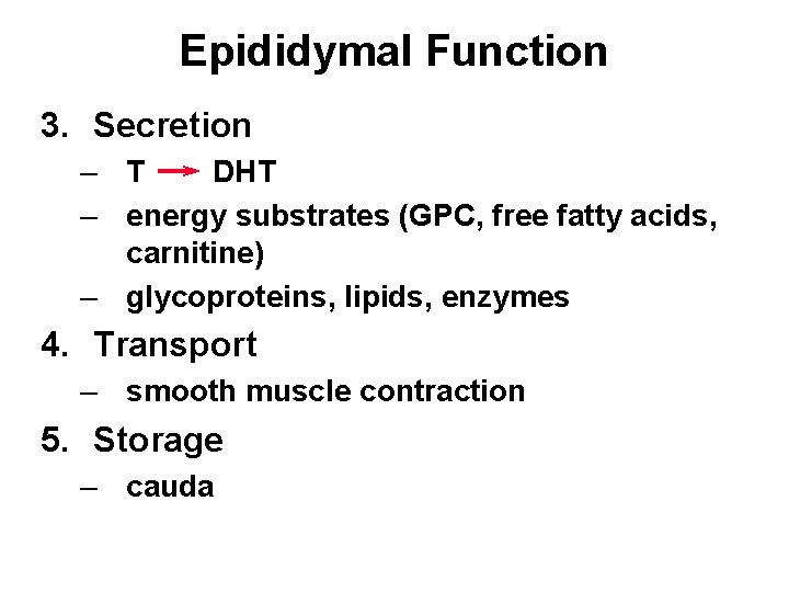 Epididymal Function 3. Secretion – T DHT – energy substrates (GPC, free fatty acids,