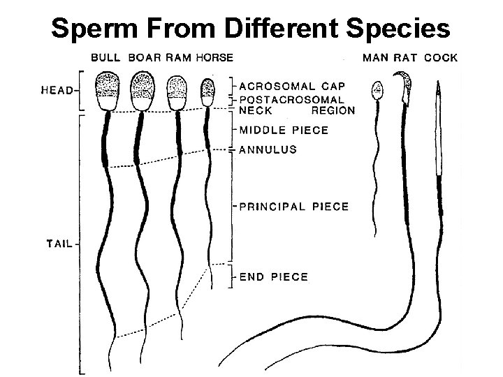 Sperm From Different Species 