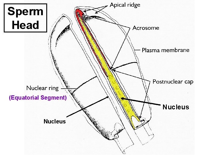 Sperm Head (Equatorial Segment) Nucleus 