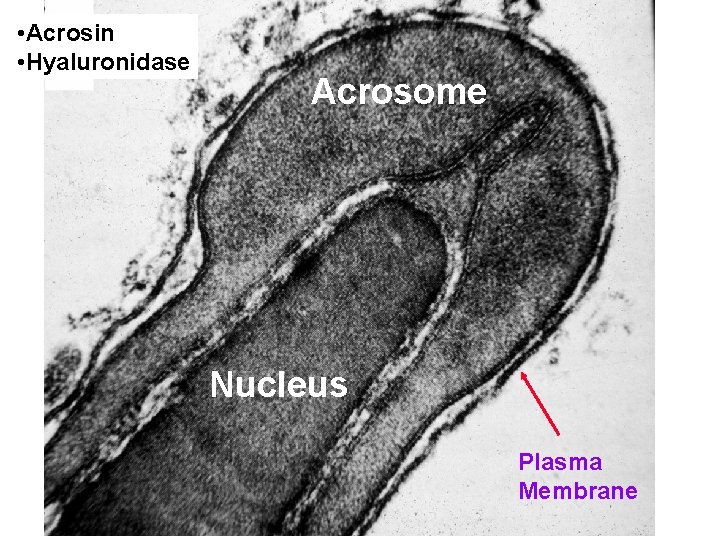  • Acrosin • Hyaluronidase Acrosome Nucleus Plasma Membrane 