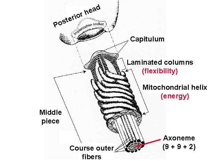 d a e rh o i r e t s o P Capitulum Laminated