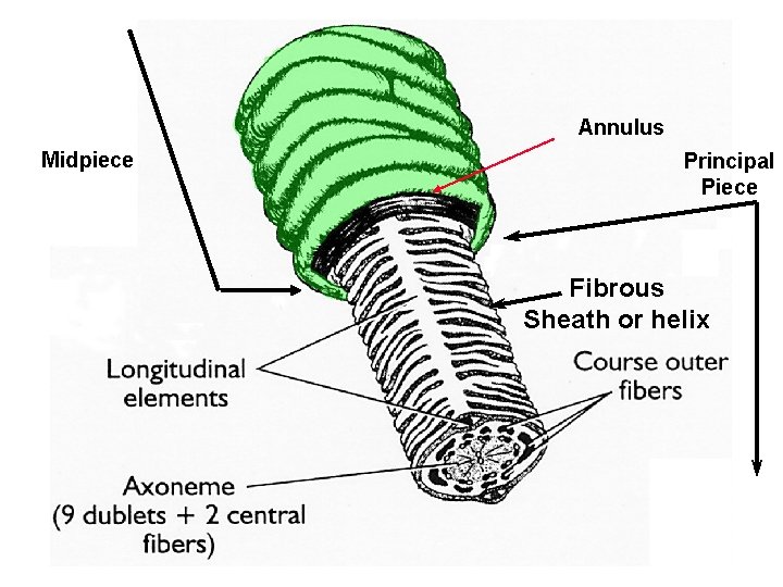 Annulus Midpiece Principal Piece Fibrous Sheath or helix 