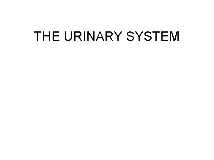 THE URINARY SYSTEM 
