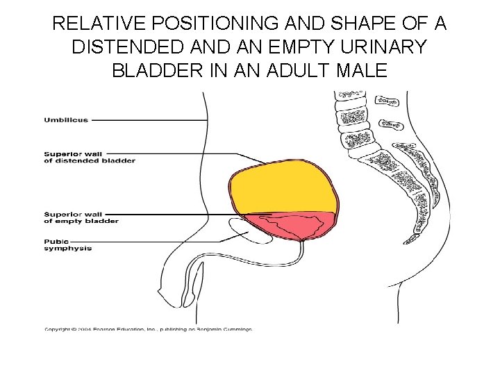 RELATIVE POSITIONING AND SHAPE OF A DISTENDED AN EMPTY URINARY BLADDER IN AN ADULT
