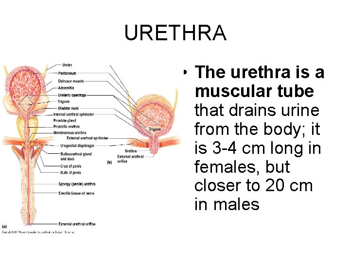 URETHRA • The urethra is a muscular tube that drains urine from the body;