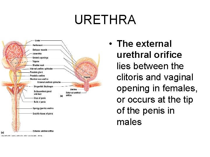 URETHRA • The external urethral orifice lies between the clitoris and vaginal opening in