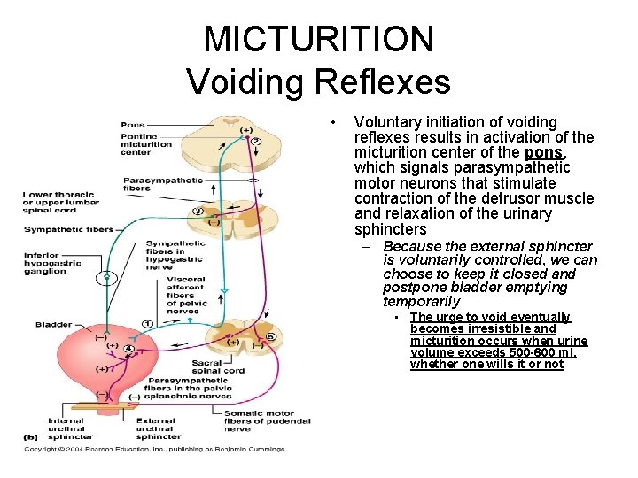 MICTURITION Voiding Reflexes • Voluntary initiation of voiding reflexes results in activation of the