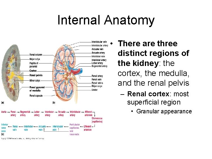 Internal Anatomy • There are three distinct regions of the kidney: the cortex, the