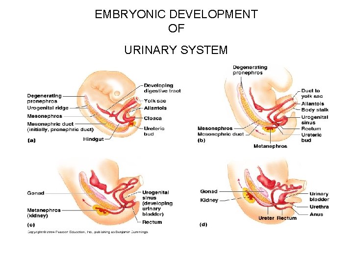 EMBRYONIC DEVELOPMENT OF URINARY SYSTEM 