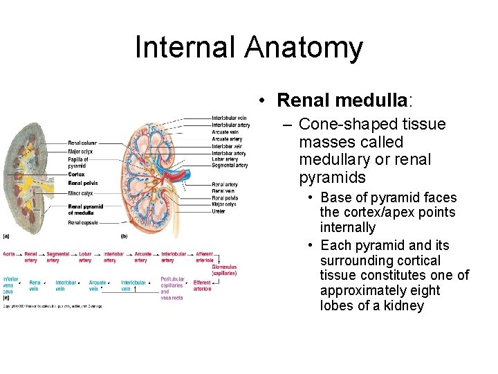 Internal Anatomy • Renal medulla: – Cone-shaped tissue masses called medullary or renal pyramids