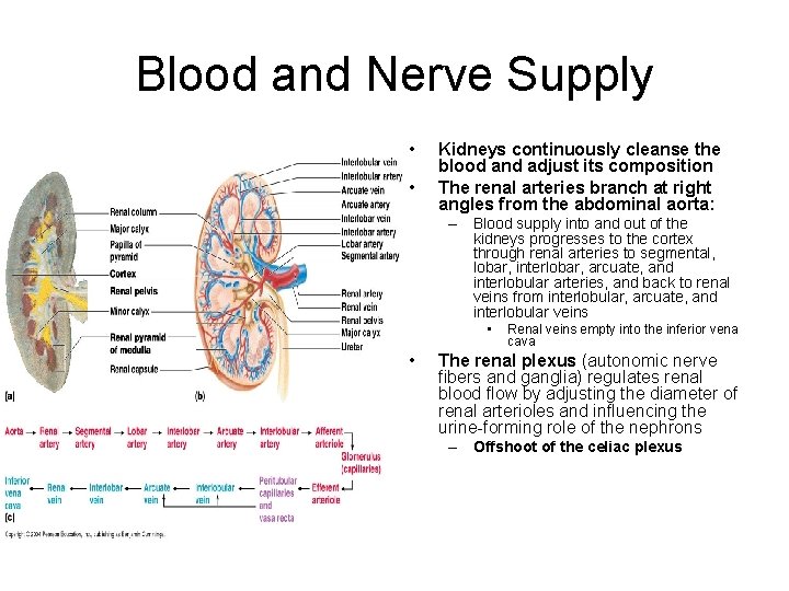 Blood and Nerve Supply • • Kidneys continuously cleanse the blood and adjust its