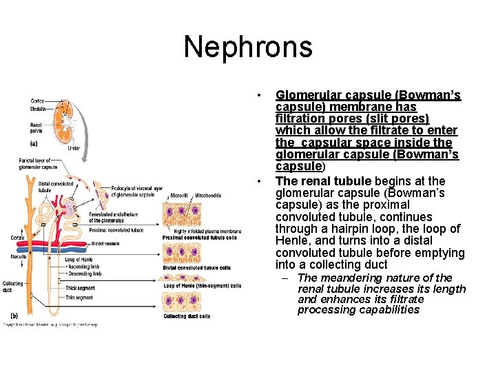 Nephrons • • Glomerular capsule (Bowman’s capsule) membrane has filtration pores (slit pores) which