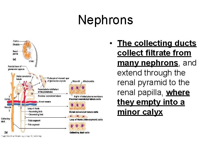 Nephrons • The collecting ducts collect filtrate from many nephrons, and extend through the