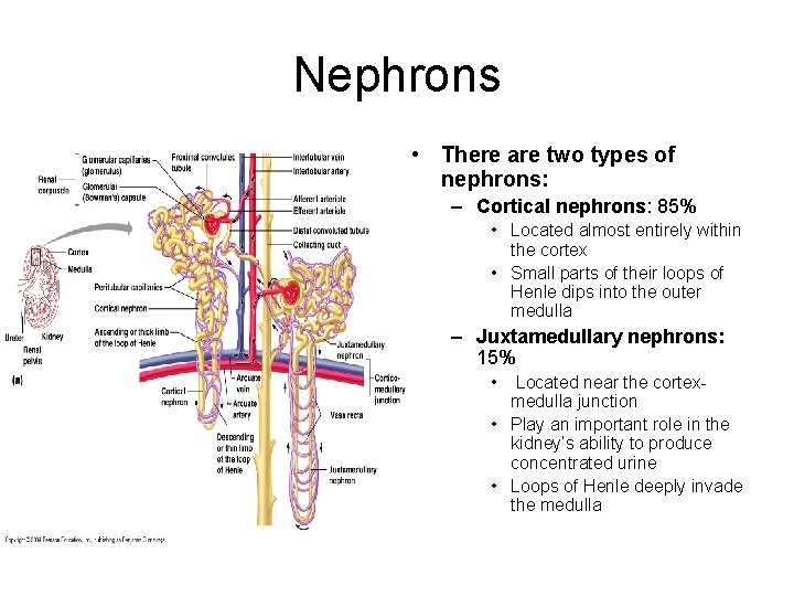 Nephrons • There are two types of nephrons: – Cortical nephrons: 85% • Located