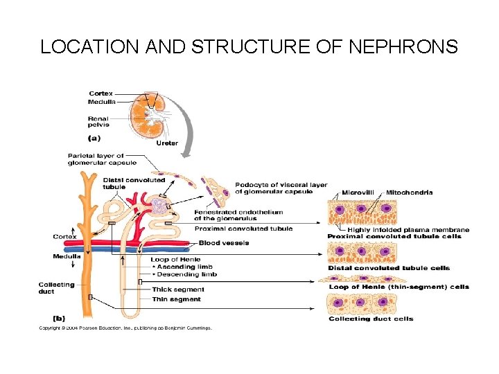 LOCATION AND STRUCTURE OF NEPHRONS 