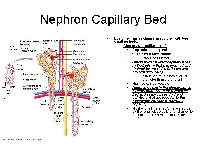 Nephron Capillary Bed • Every nephron is closely associated with two capillary beds: –