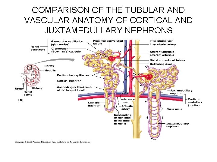 COMPARISON OF THE TUBULAR AND VASCULAR ANATOMY OF CORTICAL AND JUXTAMEDULLARY NEPHRONS 