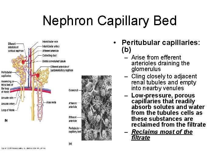 Nephron Capillary Bed • Peritubular capillaries: (b) – Arise from efferent arterioles draining the