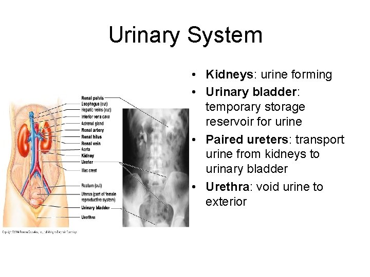Urinary System • Kidneys: urine forming • Urinary bladder: temporary storage reservoir for urine
