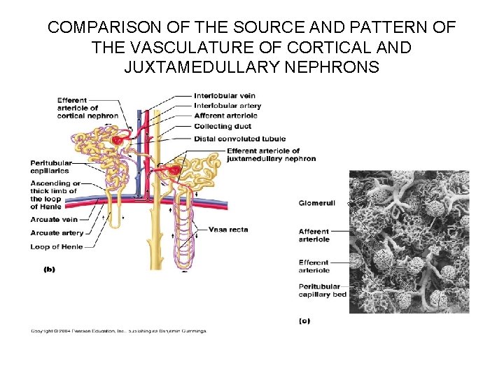 COMPARISON OF THE SOURCE AND PATTERN OF THE VASCULATURE OF CORTICAL AND JUXTAMEDULLARY NEPHRONS