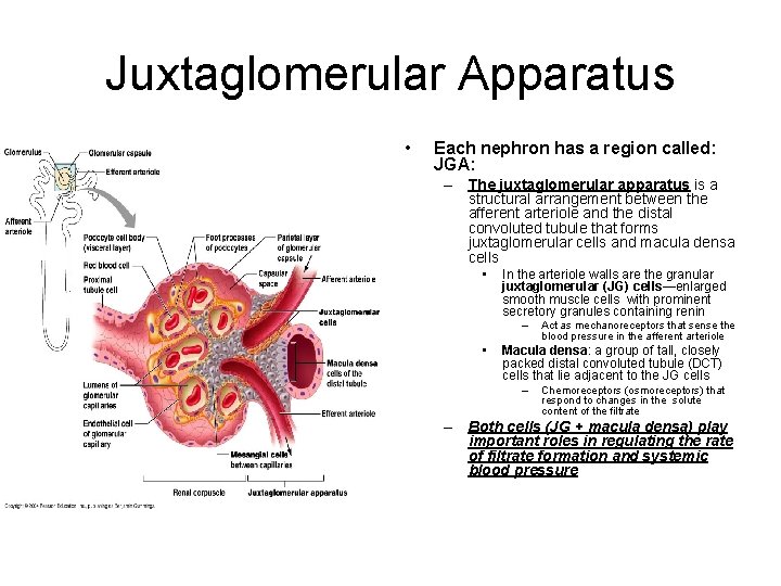 Juxtaglomerular Apparatus • Each nephron has a region called: JGA: – The juxtaglomerular apparatus