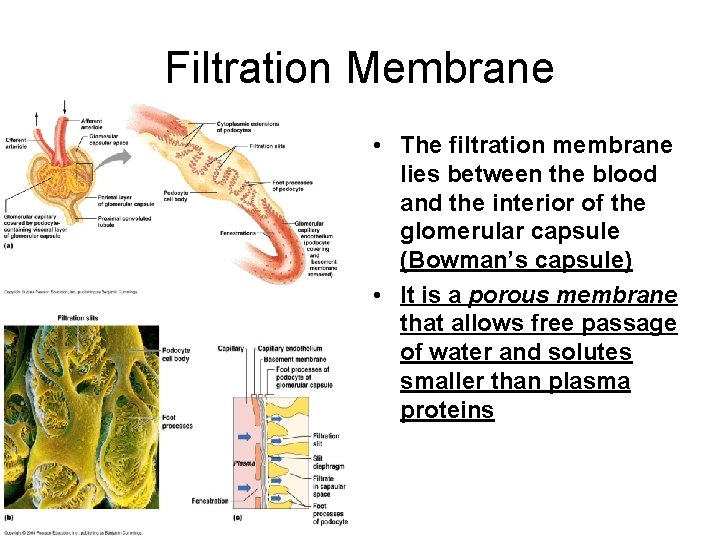 Filtration Membrane • The filtration membrane lies between the blood and the interior of