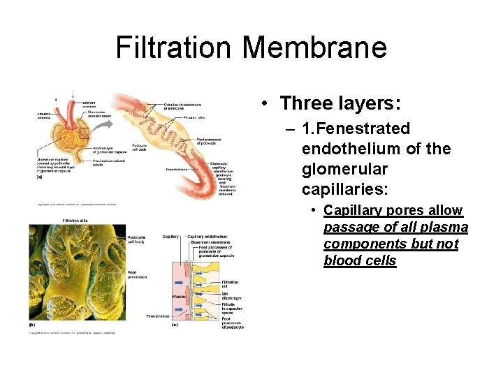 Filtration Membrane • Three layers: – 1. Fenestrated endothelium of the glomerular capillaries: •