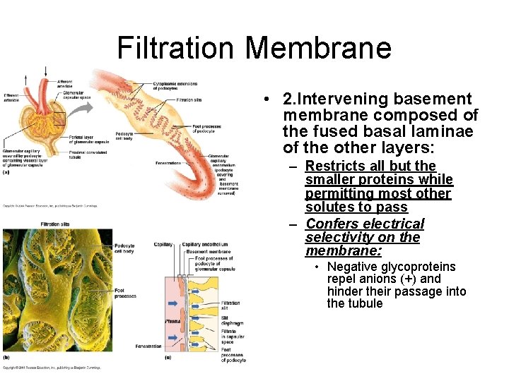 Filtration Membrane • 2. Intervening basement membrane composed of the fused basal laminae of