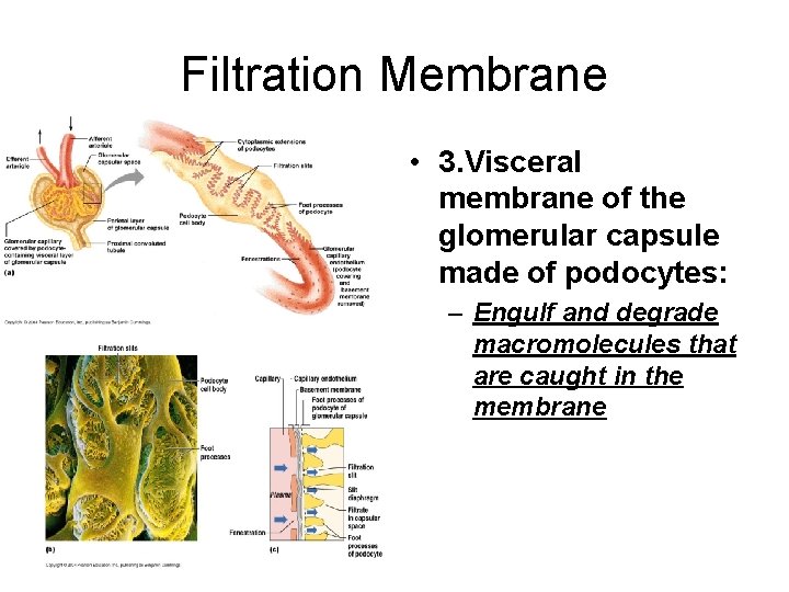 Filtration Membrane • 3. Visceral membrane of the glomerular capsule made of podocytes: –