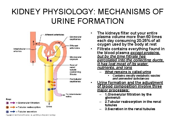 KIDNEY PHYSIOLOGY: MECHANISMS OF URINE FORMATION • • The kidneys filter out your entire