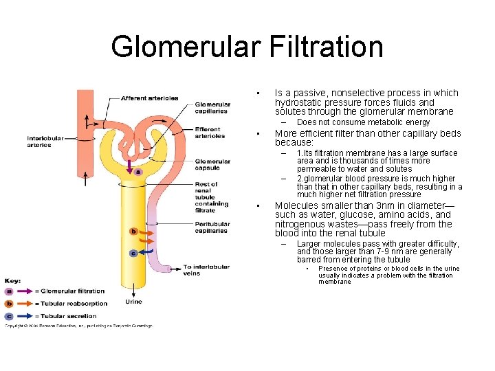 Glomerular Filtration • Is a passive, nonselective process in which hydrostatic pressure forces fluids
