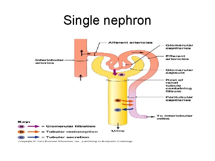 Single nephron 