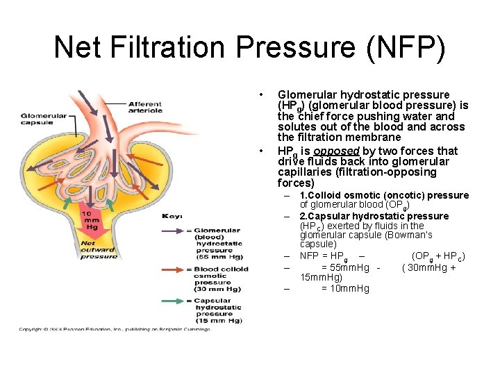 Net Filtration Pressure (NFP) • • Glomerular hydrostatic pressure (HPg) (glomerular blood pressure) is