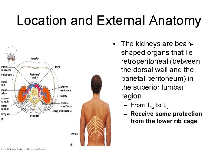 Location and External Anatomy • The kidneys are beanshaped organs that lie retroperitoneal (between