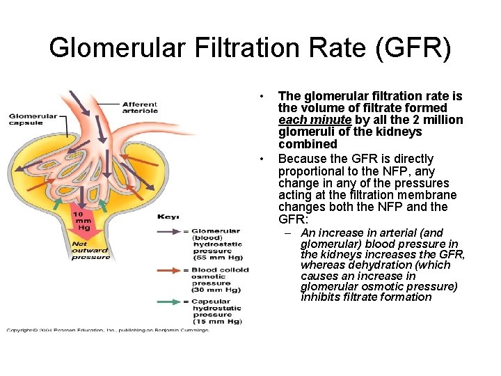 Glomerular Filtration Rate (GFR) • • The glomerular filtration rate is the volume of