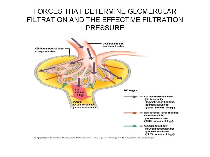 FORCES THAT DETERMINE GLOMERULAR FILTRATION AND THE EFFECTIVE FILTRATION PRESSURE 