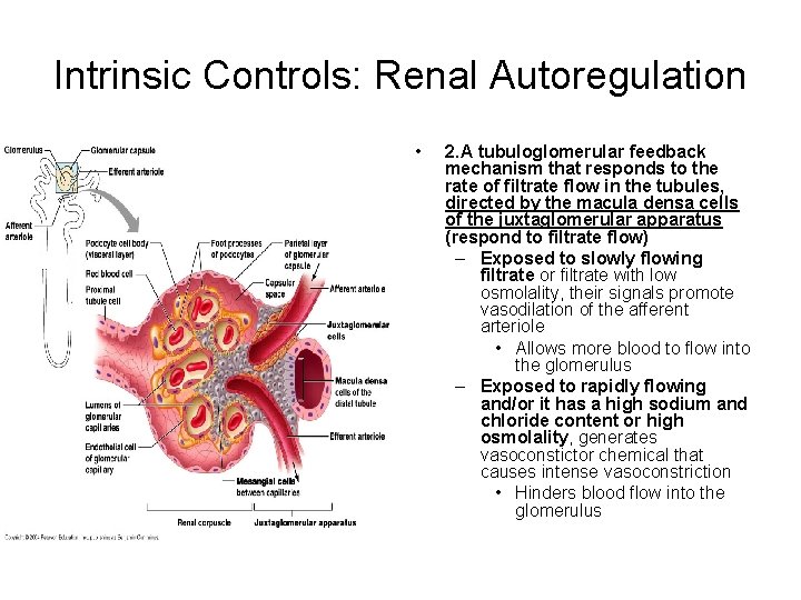 Intrinsic Controls: Renal Autoregulation • 2. A tubuloglomerular feedback mechanism that responds to the