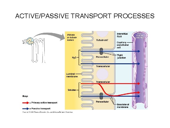 ACTIVE/PASSIVE TRANSPORT PROCESSES 