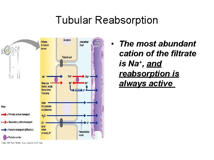 Tubular Reabsorption • The most abundant cation of the filtrate is Na+, and reabsorption