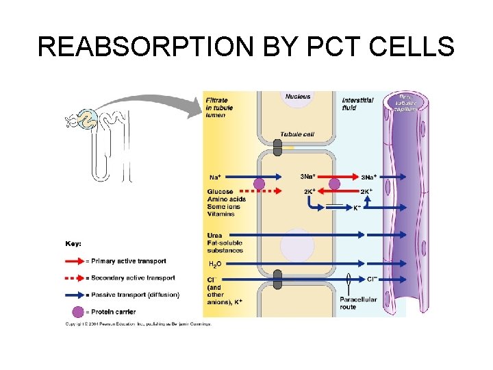 REABSORPTION BY PCT CELLS 