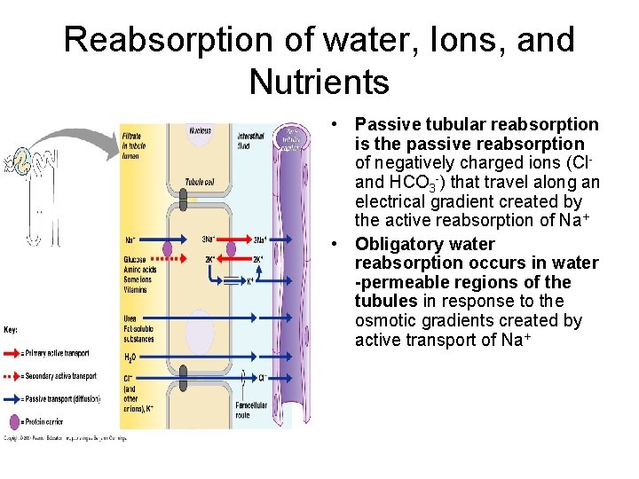 Reabsorption of water, Ions, and Nutrients • Passive tubular reabsorption is the passive reabsorption